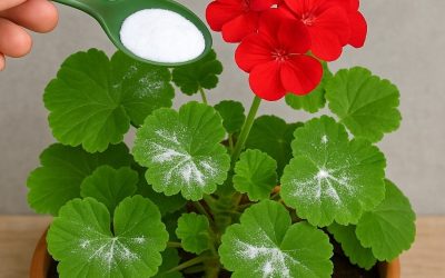 Here’s how to have geraniums full of flowers: you have to water them like this to always have them thriving